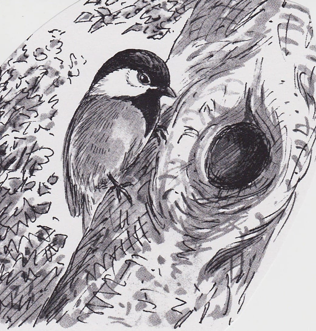 Black Capped Chickadee